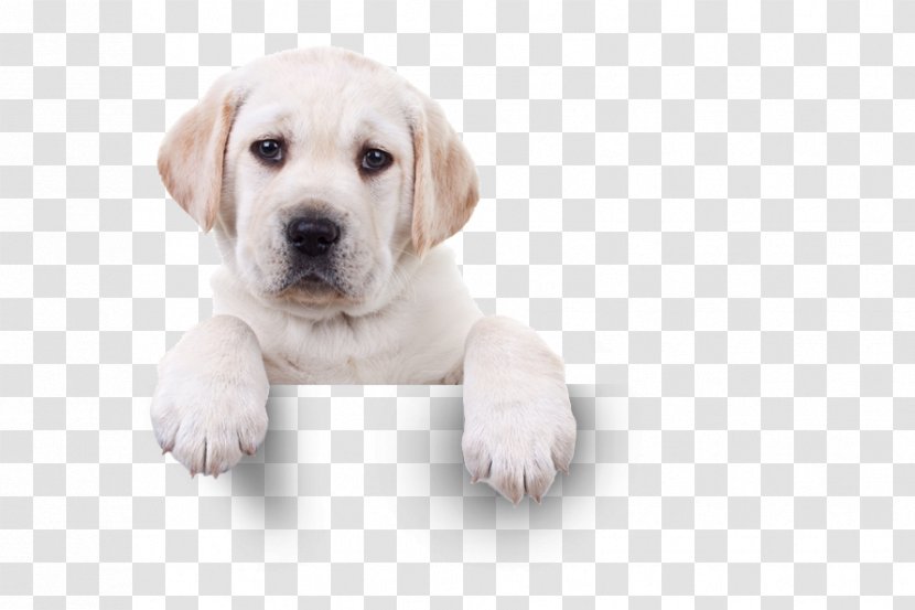 Labrador Retriever Puppy St. Bernard Stock Photography Valentine's Day Transparent PNG