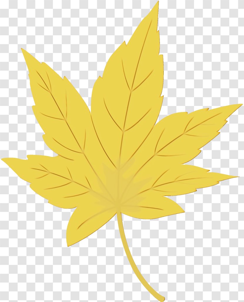 Maple Leaf - Paint - Flower Black Transparent PNG