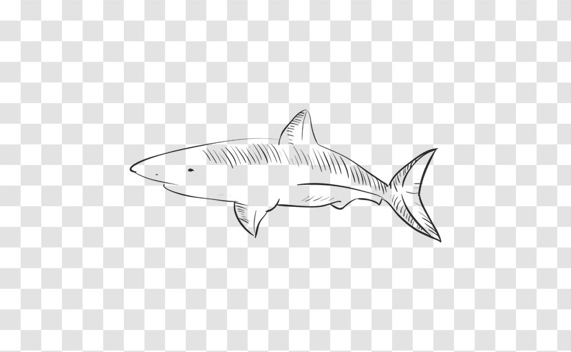 Tiger Shark Squaliformes /m/02csf Line Art Drawing - Fish - Hand-painted Vector Transparent PNG