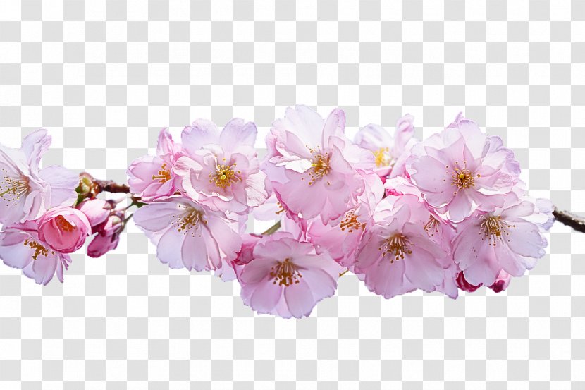 Cherry Blossom - Pink - Cut Flowers Spring Transparent PNG