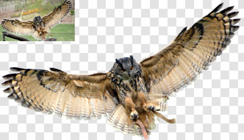 Philippine Eagle-owl Eurasian Snowy Owl Bird - Wing - Owls Transparent PNG