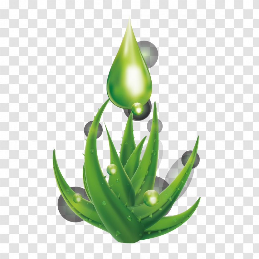 Aloe Vera Leaf Drop Water - And Drops Transparent PNG