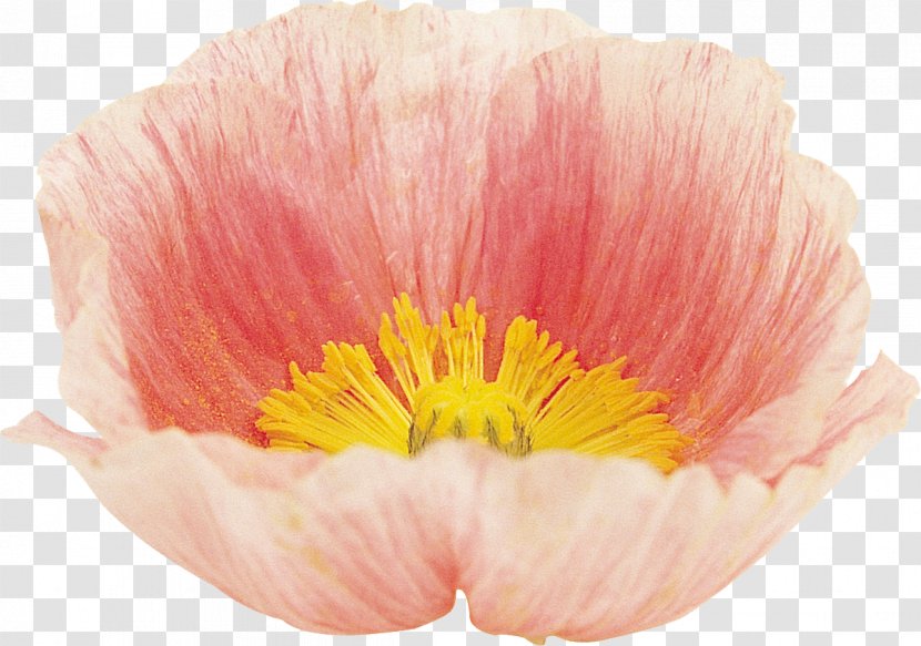 Poppy Flower Google Images Blume - Retirement Transparent PNG