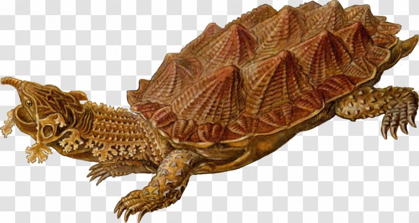 Turtle Shell Prehistory Reptile Clip Art - Sea Transparent PNG