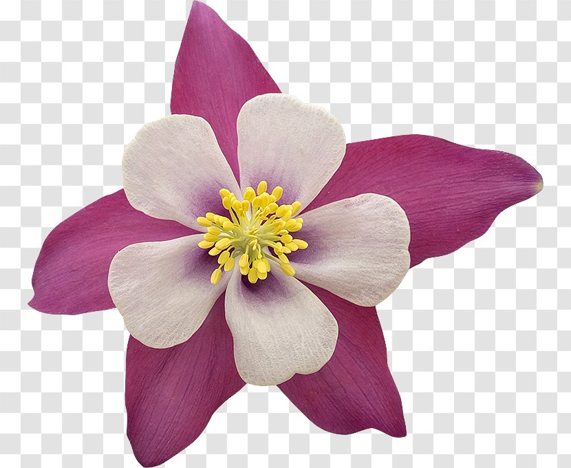 Flower Garden Roses Fleur Blanche - Was Labersch Du Transparent PNG