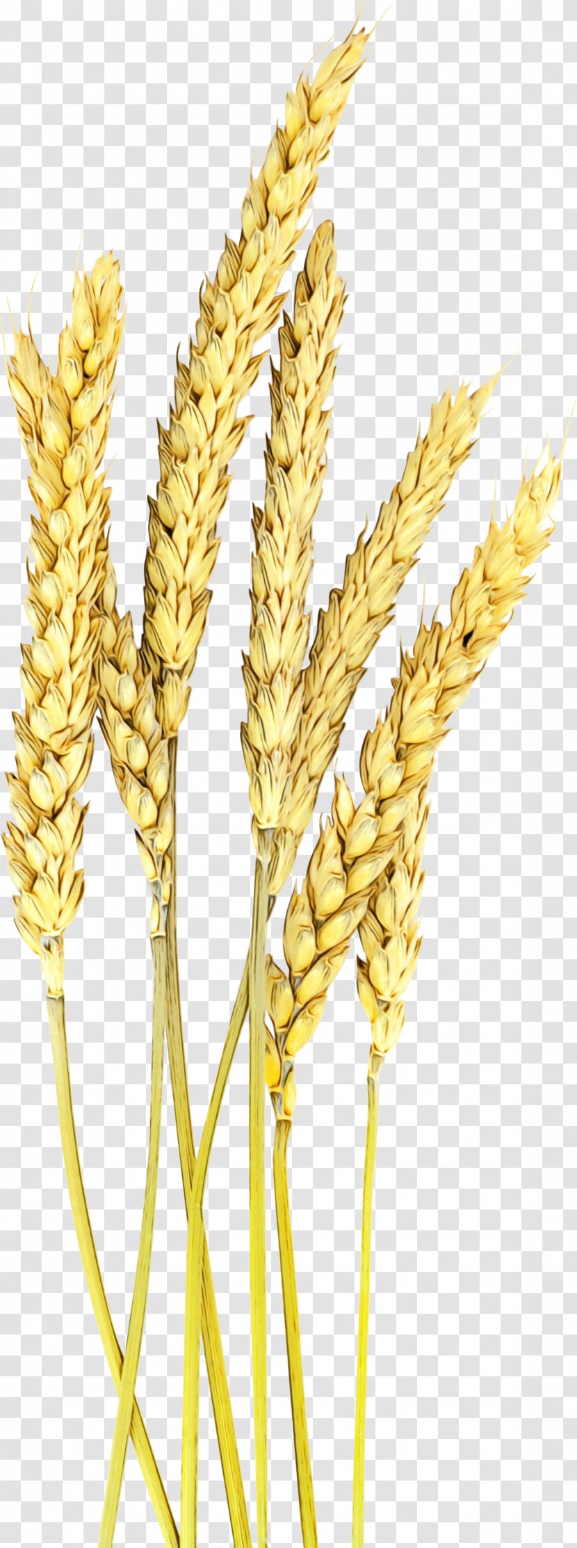 Wheat - Einkorn - Khorasan Elymus Repens Transparent PNG