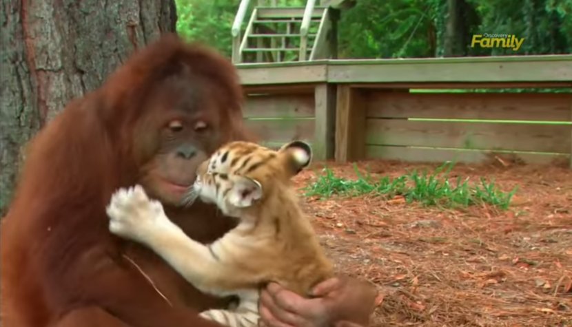 Baby Tigers Ape Bornean Orangutan Transparent PNG