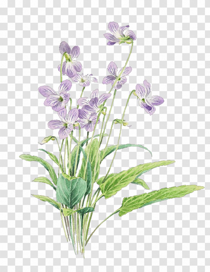 Flower Flowering Plant Violet Cut Flowers - Bellflower Family Transparent PNG