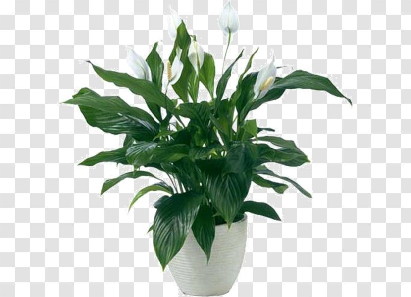Peace Lily Houseplant Ornamental Plant Bog Arum Transparent PNG