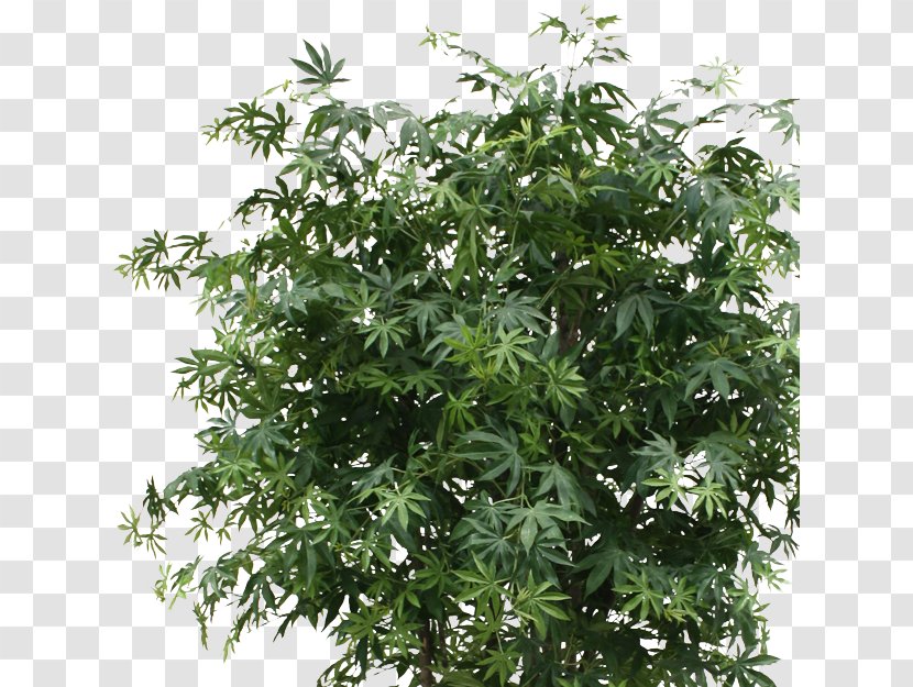 Maple Tree Bonsai Green Shrub Transparent PNG