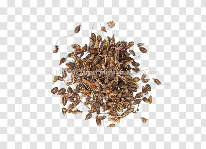 Anise Spice Oil Fennel Herb - Seed - Aniseed Transparent PNG