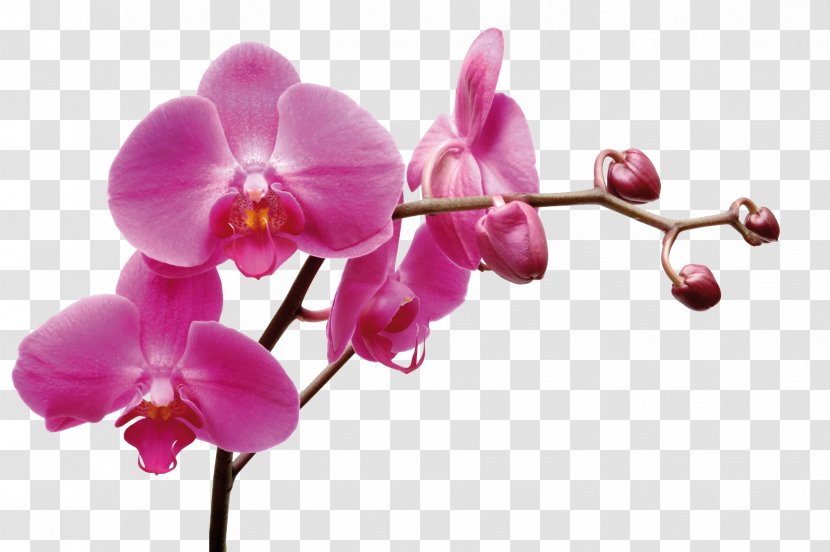 Thai Orchids Co., Ltd. Moth Dendrobium ซอย พุทธบูชา 39 แยก 1-1 - Flower - Blume Transparent PNG