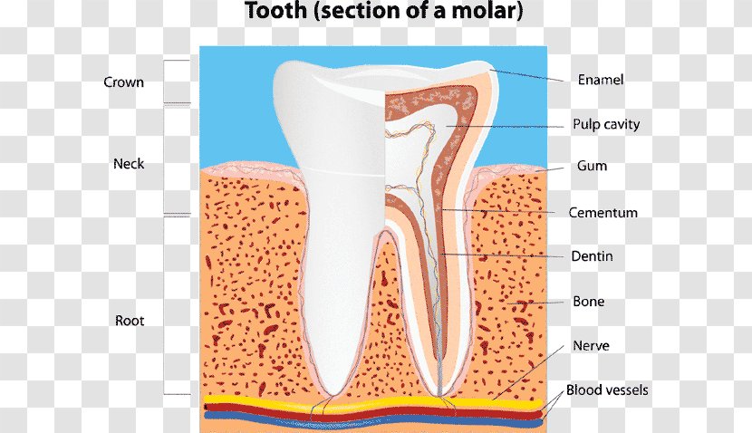 Human Tooth Dental Anatomy Molar Crown - Cartoon Transparent PNG