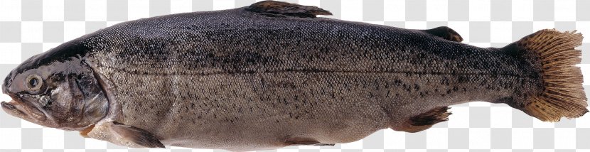 Fish Trout Salmonids Atlantic Salmon - Snout Transparent PNG