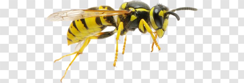 Hornet Characteristics Of Common Wasps And Bees Insect - Bee Transparent PNG