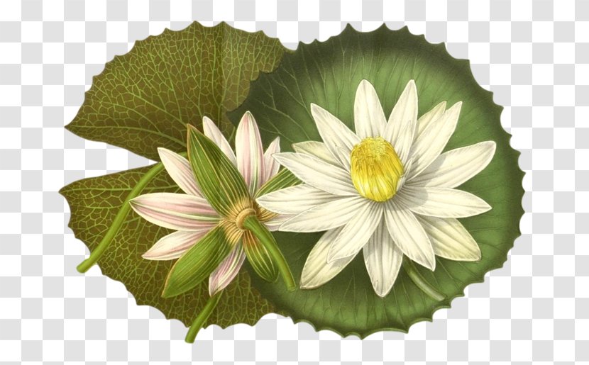 Nymphaea Lotus Illustration Design Stock Photography - Flowering Plant Transparent PNG