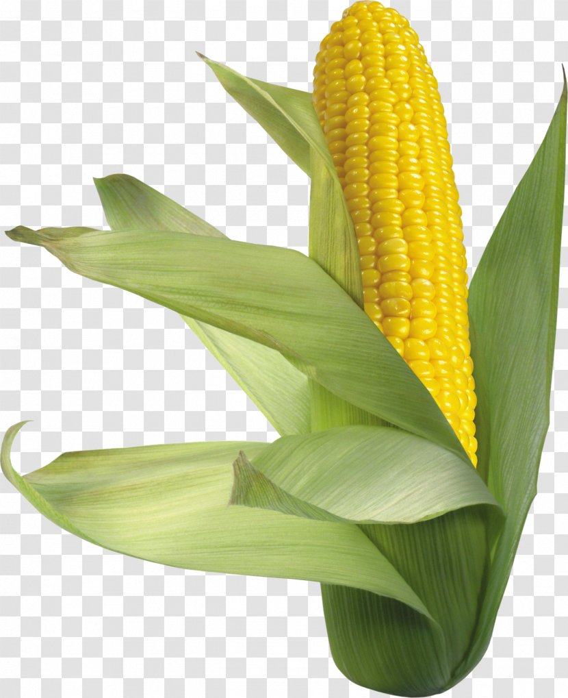 Waxy Corn On The Cob Flint Sweet - Plant Transparent PNG