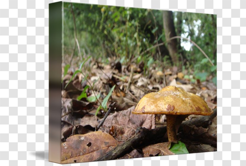 Boletus Edulis Matsutake Penny Bun Bolete Mushroom - Medicinal Fungi Transparent PNG
