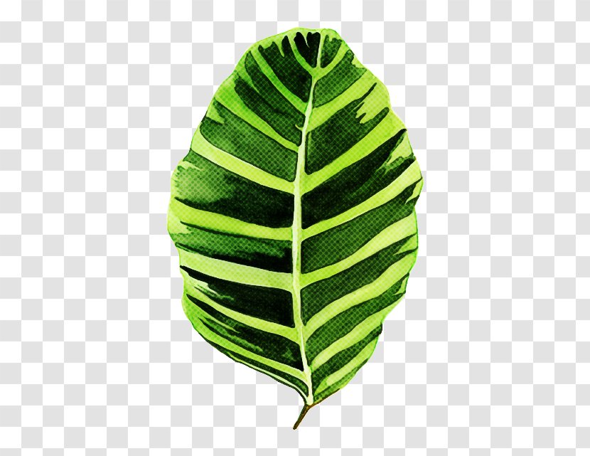 Banana Leaf - Flower - Plant Transparent PNG