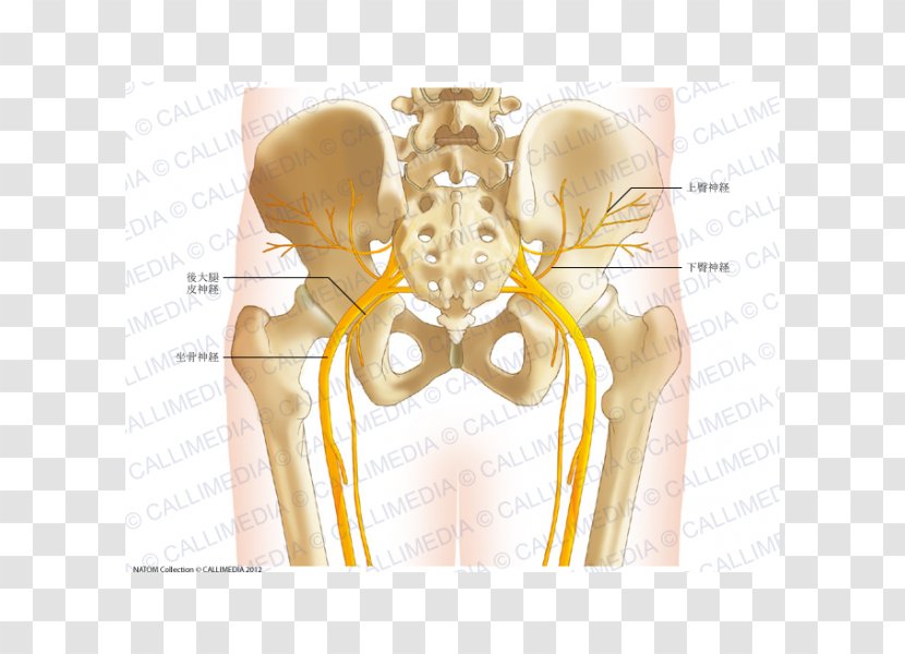 Pelvis Anatomy Human Skeleton Hip Bone Body - Watercolor - Cartoon Transparent PNG