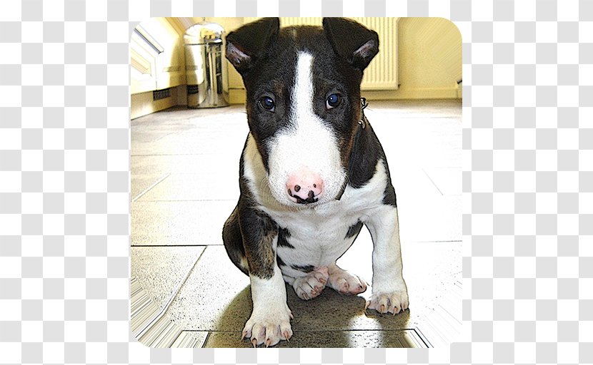 Miniature Bull Terrier Wire Hair Fox Smooth Pit - Puppy Transparent PNG