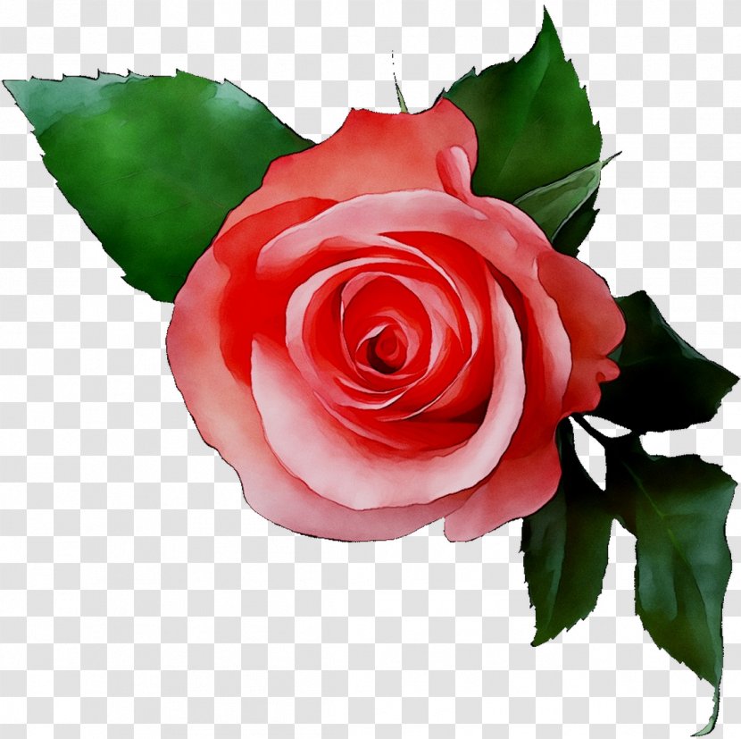 Van Eyck / Luc Garden Roses Cut Flowers Floristry - Floribunda - Rose Order Transparent PNG