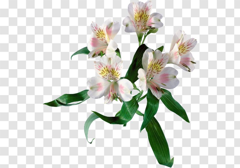 Lily Of The Incas Cut Flowers Spring - Parent - Flower Transparent PNG