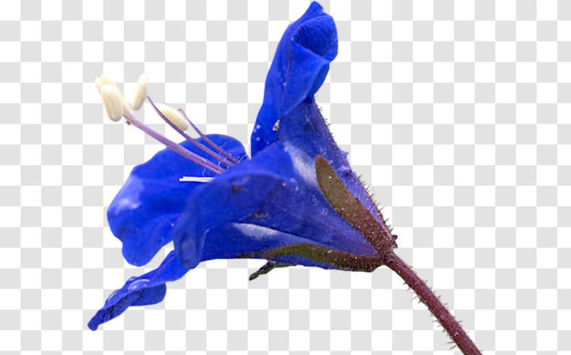 Flower - Cobalt Blue - Electric Transparent PNG
