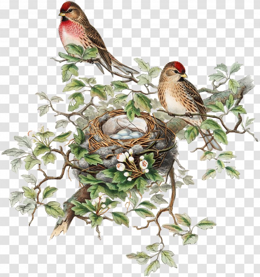 The Birds Of Australia Great Britain America Painting - Branch - Bird Transparent PNG