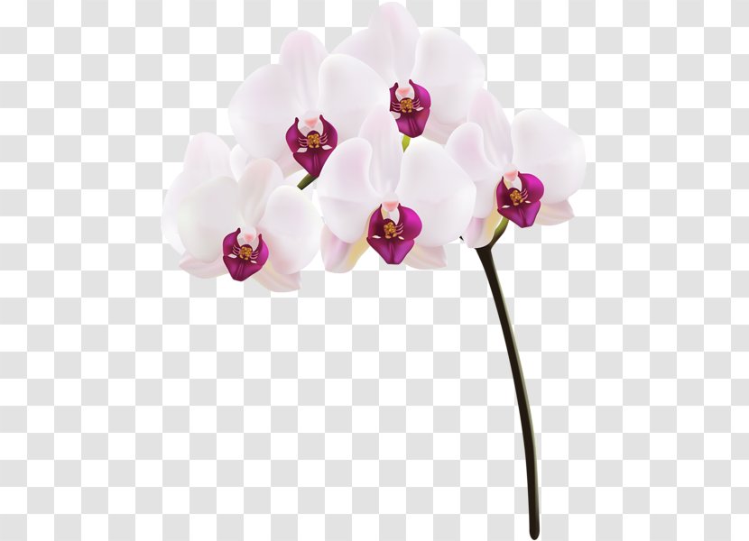 Moth Orchids Clip Art - Orchide Transparent PNG