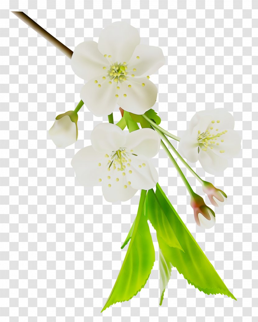 ST.AU.150 MIN.V.UNC.NR AD Cherry Blossom Cut Flowers Petal - Stau150 Minvuncnr Ad - Mock Orange Transparent PNG
