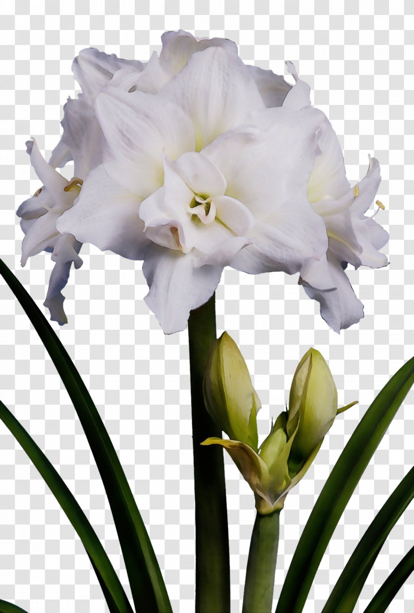 Flower Plant Cut Flowers Petal Amaryllis Belladonna - Paint - Crinum Family Transparent PNG