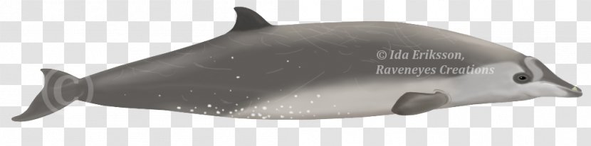 Cetacea Porpoise Dolphin Whale Fish - Whales Dolphins And Porpoises Transparent PNG