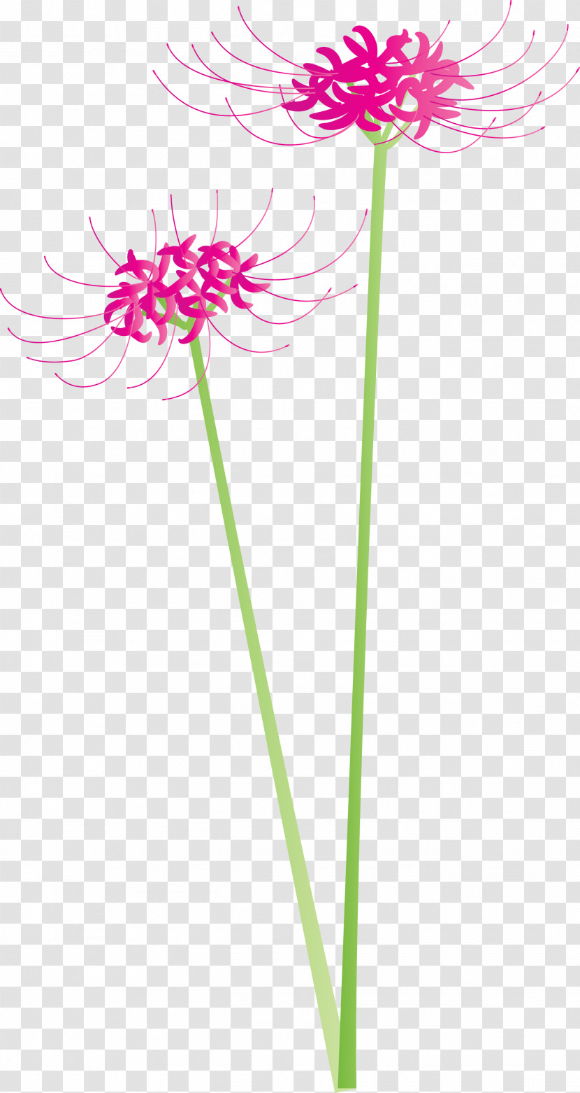 Hurricane Lily Flower Transparent PNG