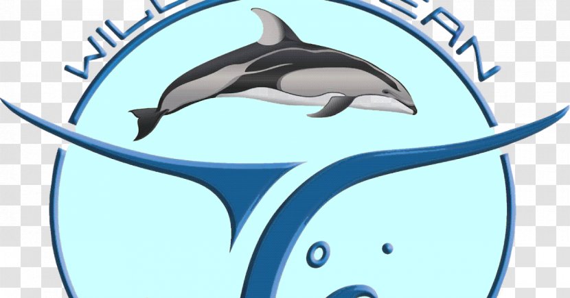 Common Bottlenose Dolphin Cartoon Line Clip Art - Fish - Minke Whale Transparent PNG