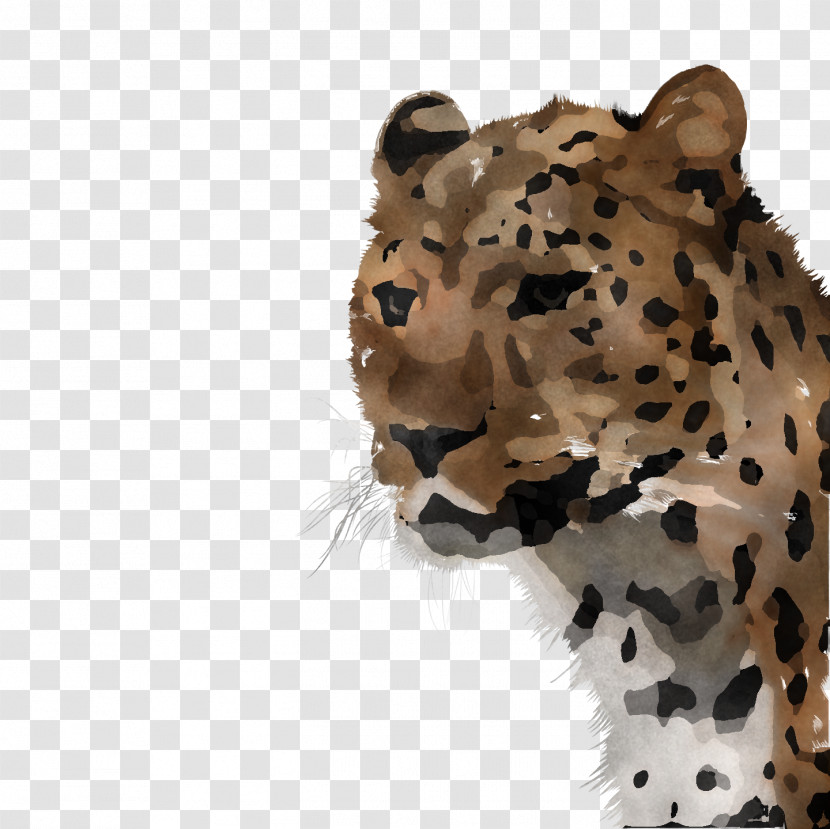 Leopard Cheetah Tiger Whiskers Fur Transparent PNG