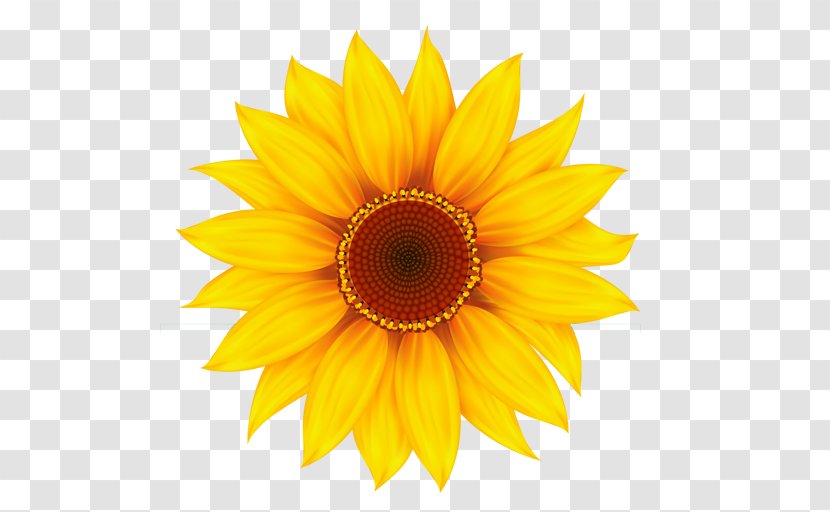 Common Sunflower Clip Art - Black And White Transparent PNG