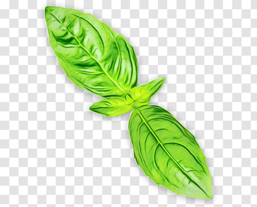 Leaf Green Plant Flower Vegetable Transparent PNG