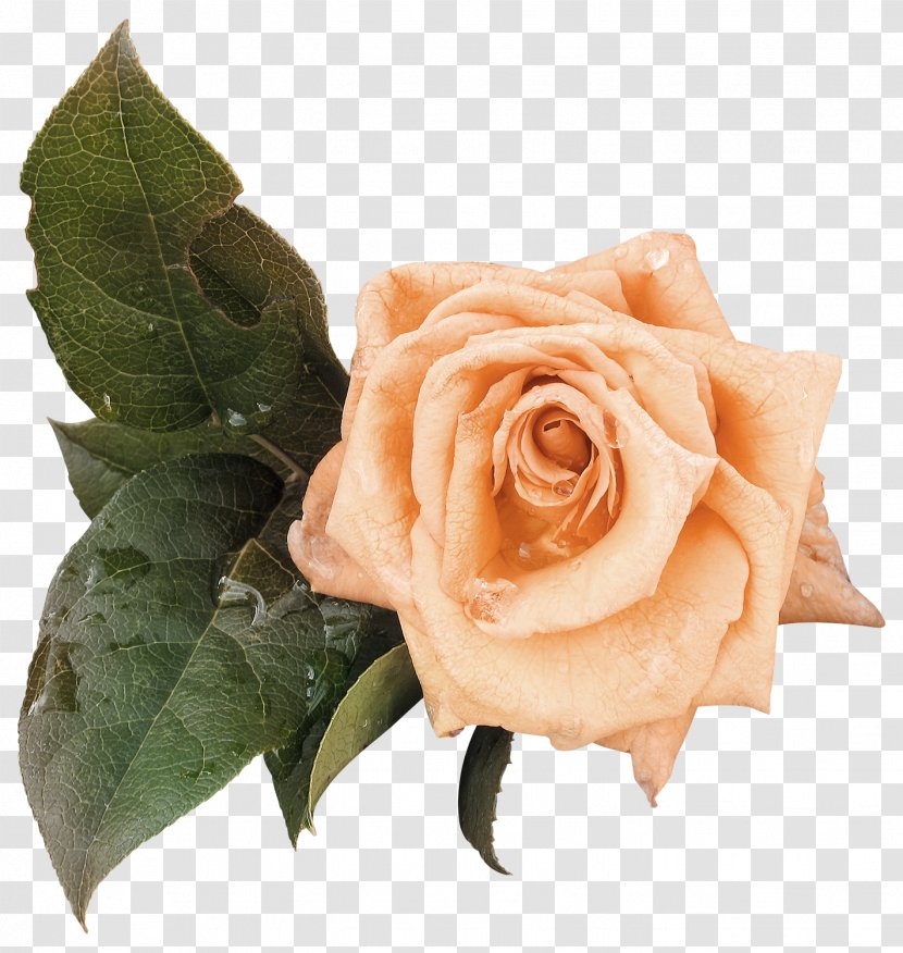 Beach Rose Golden Celebration Rosa Gallica Garden Roses - Bud - Leaves Transparent PNG