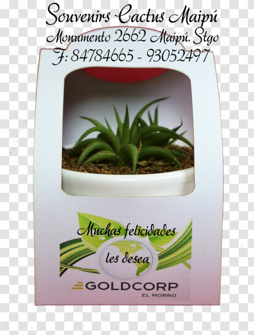 Souvenirs Cactus Maipú Succulent Plant Gift - Suculentas Transparent PNG