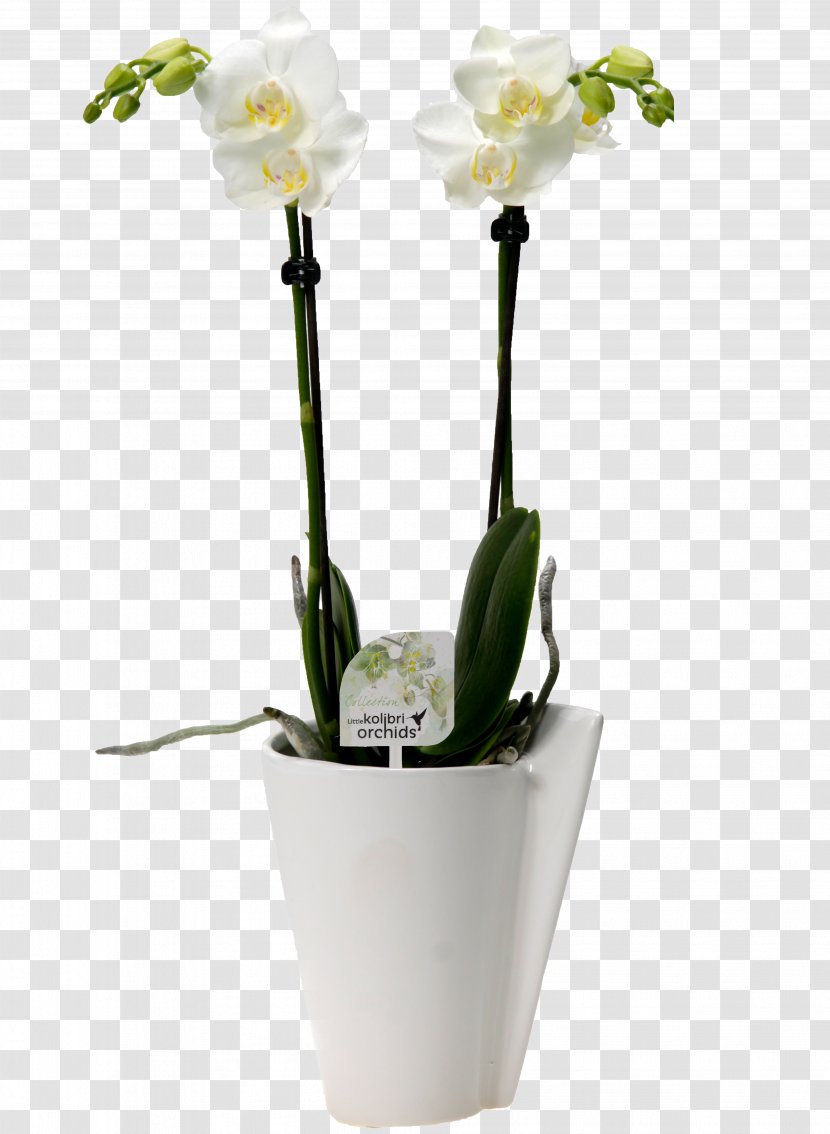 Moth Orchids Cut Flowers Tulip - Flower Transparent PNG