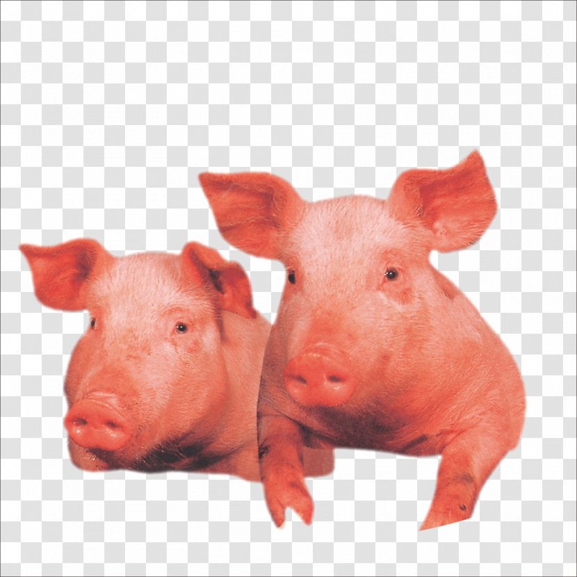 Domestic Pig Wilbur Livestock - Snout Transparent PNG