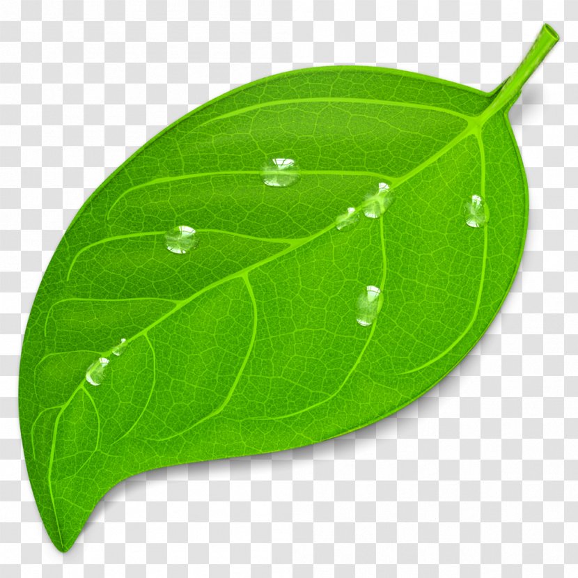 Web Development Coda MacOS - Plant - Green Leaves Transparent PNG
