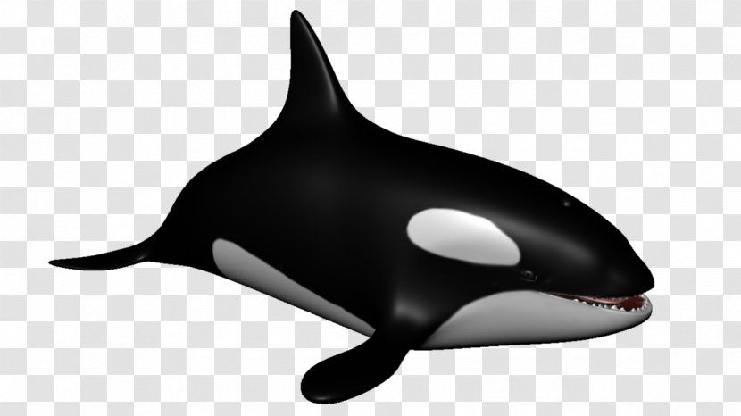 Killer Whale Dolphin Porpoise Cetacea Aquatic Animal Transparent PNG