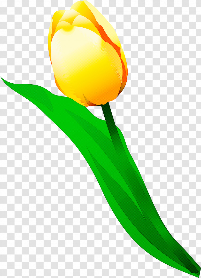 Tulip Yellow Flower Plant Lily Family Transparent PNG