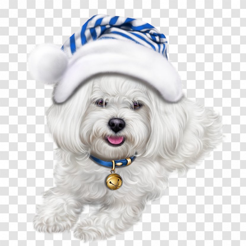 Shih Tzu Havanese Dog Puppy Maltese Lhasa Apso Transparent PNG