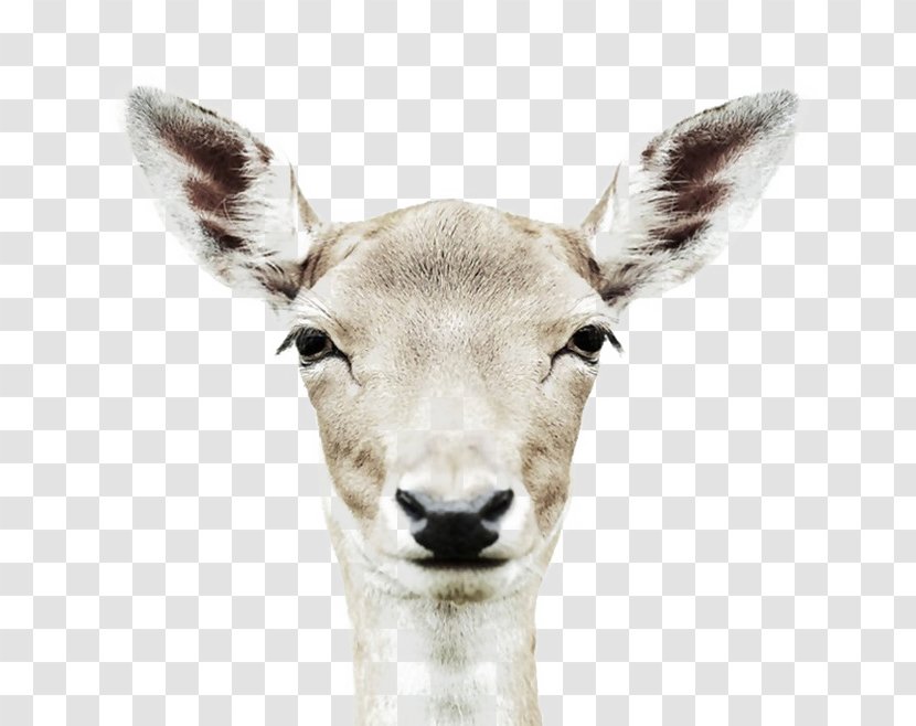 Animal Portraits Deer Portrait Photography - Fur Transparent PNG