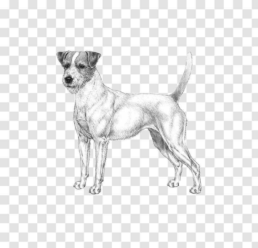 Dog Breed Companion Paw Transparent PNG