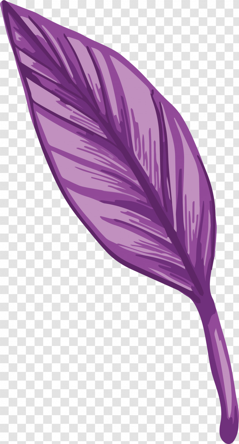 Feather Transparent PNG