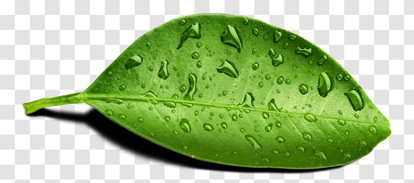 Steadcross Leaf Dew Drop Water - Hd1 1rl Transparent PNG